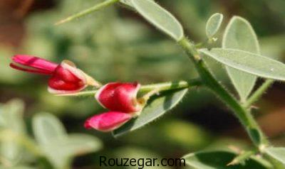 خواص خارشتر در بارداری،خواص خارشتر،بیماری ایذر و خواص خارشتر