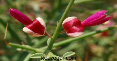 خواص خارشتر در بارداری،خواص خارشتر،بیماری ایذر و خواص خارشتر