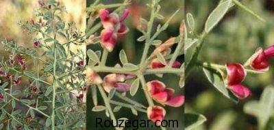 خواص خارشتر در بارداری،خواص خارشتر،بیماری ایذر و خواص خارشتر