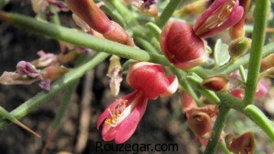 خواص خارشتر در بارداری،خواص خارشتر،بیماری ایذر و خواص خارشتر