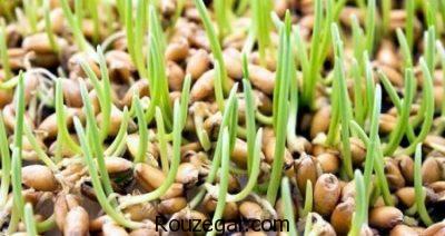 خواص روغن جوانه گندم برای کلسترول،خواص روغن جوانه گندم در بارداری،خواص روغن جوانه گندم برای استرس