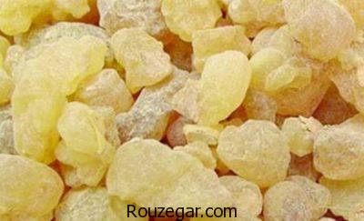 خواص سقز برای کبد،خواص سقز برای درد،خواص سقز برای بهبود زخم