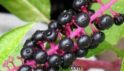 خواص سرخاب ریزش مو،خواص سرخاب برای جوش چرکین،خواص سرخاب چیست