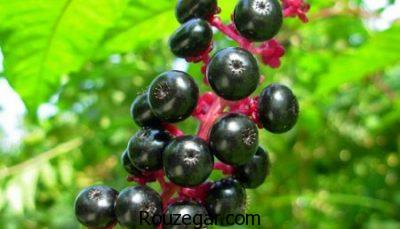 خواص سرخاب ریزش مو،خواص سرخاب برای جوش چرکین،خواص سرخاب چیست