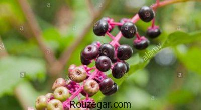 خواص سرخاب ریزش مو،خواص سرخاب برای جوش چرکین،خواص سرخاب چیست