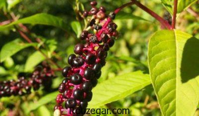 خواص سرخاب ریزش مو،خواص سرخاب برای جوش چرکین،خواص سرخاب چیست