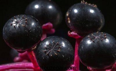 خواص سرخاب ریزش مو،خواص سرخاب برای جوش چرکین،خواص سرخاب چیست