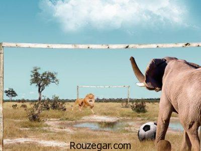 عکس از فیل، عکس فیل ها