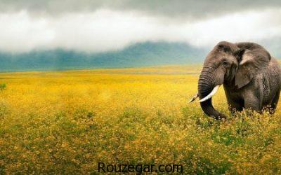 عکس از فیل، عکس فیل ها