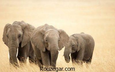 عکس از فیل، عکس فیل ها