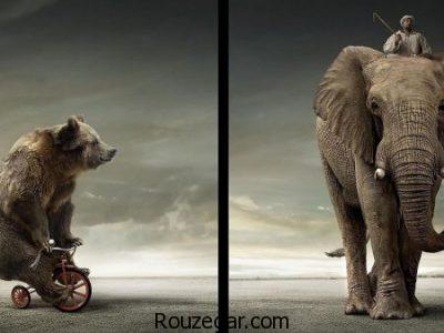 عکس از فیل، عکس فیل ها