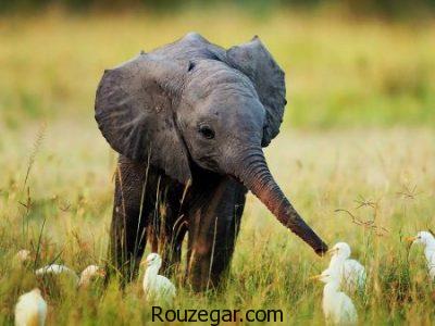 عکس از فیل، عکس فیل ها