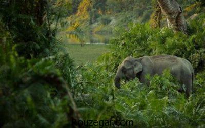 عکس از فیل، عکس فیل ها