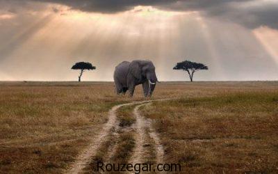 عکس از فیل، عکس فیل ها