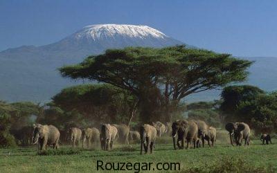 عکس از فیل، عکس فیل ها