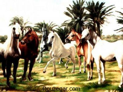 عکس از اسب ها ، اسب اصیل
