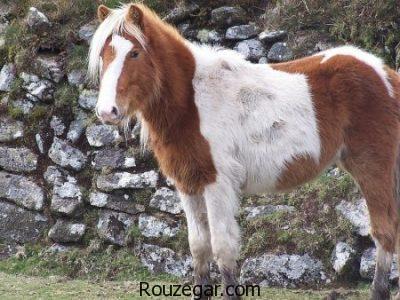 عکس از اسب ها ، اسب اصیل