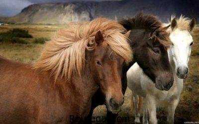 عکس از اسب ها ، اسب اصیل