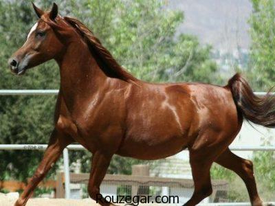 عکس از اسب ها ، اسب اصیل