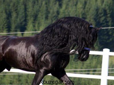 عکس از اسب ها ، اسب اصیل