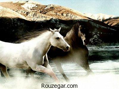عکس از اسب ها ، اسب اصیل