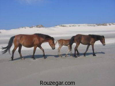 عکس از اسب ها ، اسب اصیل