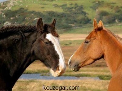 عکس از اسب ها ، اسب اصیل