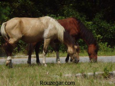 عکس از اسب ها ، اسب اصیل