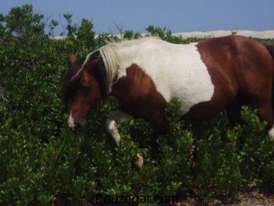 عکس از اسب ها ، اسب اصیل