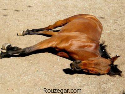 عکس از اسب ها ، اسب اصیل