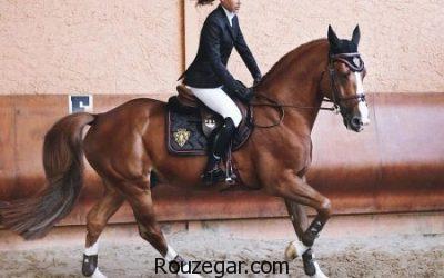 عکس از اسب ها ، اسب اصیل