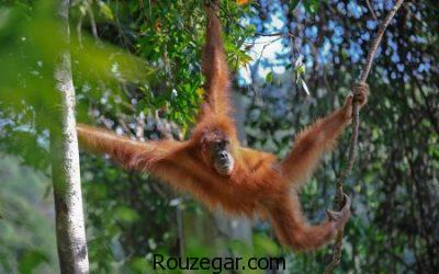 تصاویری از میمون ها، عکس بچه میمون ها