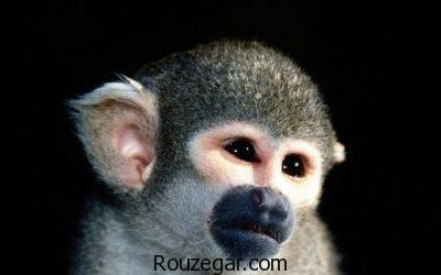 تصاویری از میمون ها، عکس بچه میمون ها