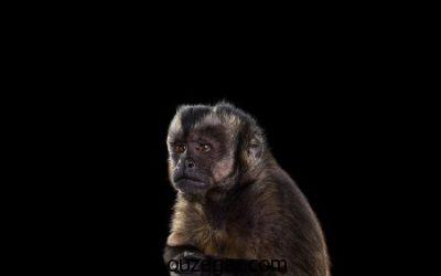 تصاویری از میمون ها، عکس بچه میمون ها