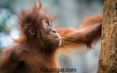 تصاویری از میمون ها، عکس بچه میمون ها