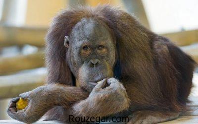 تصاویری از میمون ها، عکس بچه میمون ها