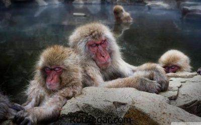 تصاویری از میمون ها، عکس بچه میمون ها