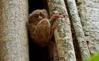 تصاویری از میمون ها، عکس بچه میمون ها