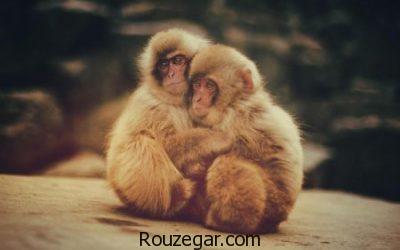 تصاویری از میمون ها، عکس بچه میمون ها