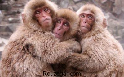 تصاویری از میمون ها، عکس بچه میمون ها