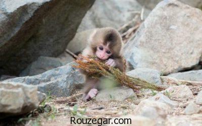 تصاویری از میمون ها، عکس بچه میمون ها