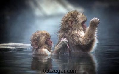 تصاویری از میمون ها، عکس بچه میمون ها