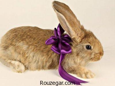 عکس خرگوش، عکس خرگوش حامله