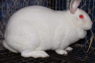 عکس خرگوش، عکس خرگوش حامله