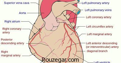آترواسکلروز عروقی،آترواسکلروز شریان کرونر،آترواسکلروز در کودکان