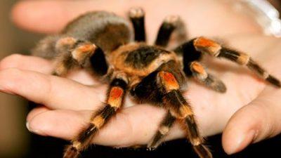 تعبیر خواب عنکبوت,تعبیرخواب کشتن عنکبوت,تعبیر خواب نیش زدن عنکبوت,تعبیر خواب کامل عنکبوت,تعبیر عنکبوت درخانه,تعبیر خواب تار عنکبوت,تعبیر عنکبوت درخواب,تعبیر