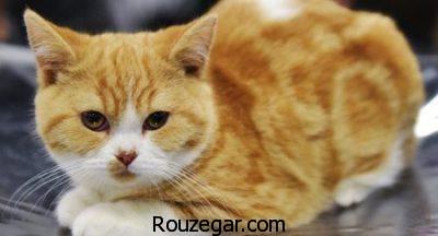 تعبیر خواب گربه تعبیر خواب گربه,تعبیر خواب گاز گرفتن گربه,تعبیر خواب حمله گربه به انسان,تعبیر خواب گربه زرد,تعبیر خواب ترسیدن از گربه,تعبیر خواب گربه زخمی,خواب گربه مرده