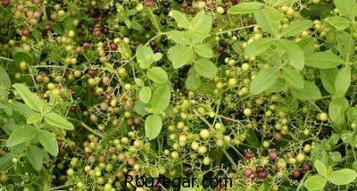 طرز تهیه رنگ از گیاه روناس،روش تهیه رنگ از گیاه روناس،خواص گیاه روناس