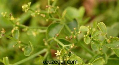 طرز تهیه رنگ از گیاه روناس،روش تهیه رنگ از گیاه روناس،خواص گیاه روناس