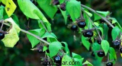 طرز تهیه رنگ از گیاه روناس،روش تهیه رنگ از گیاه روناس،خواص گیاه روناس